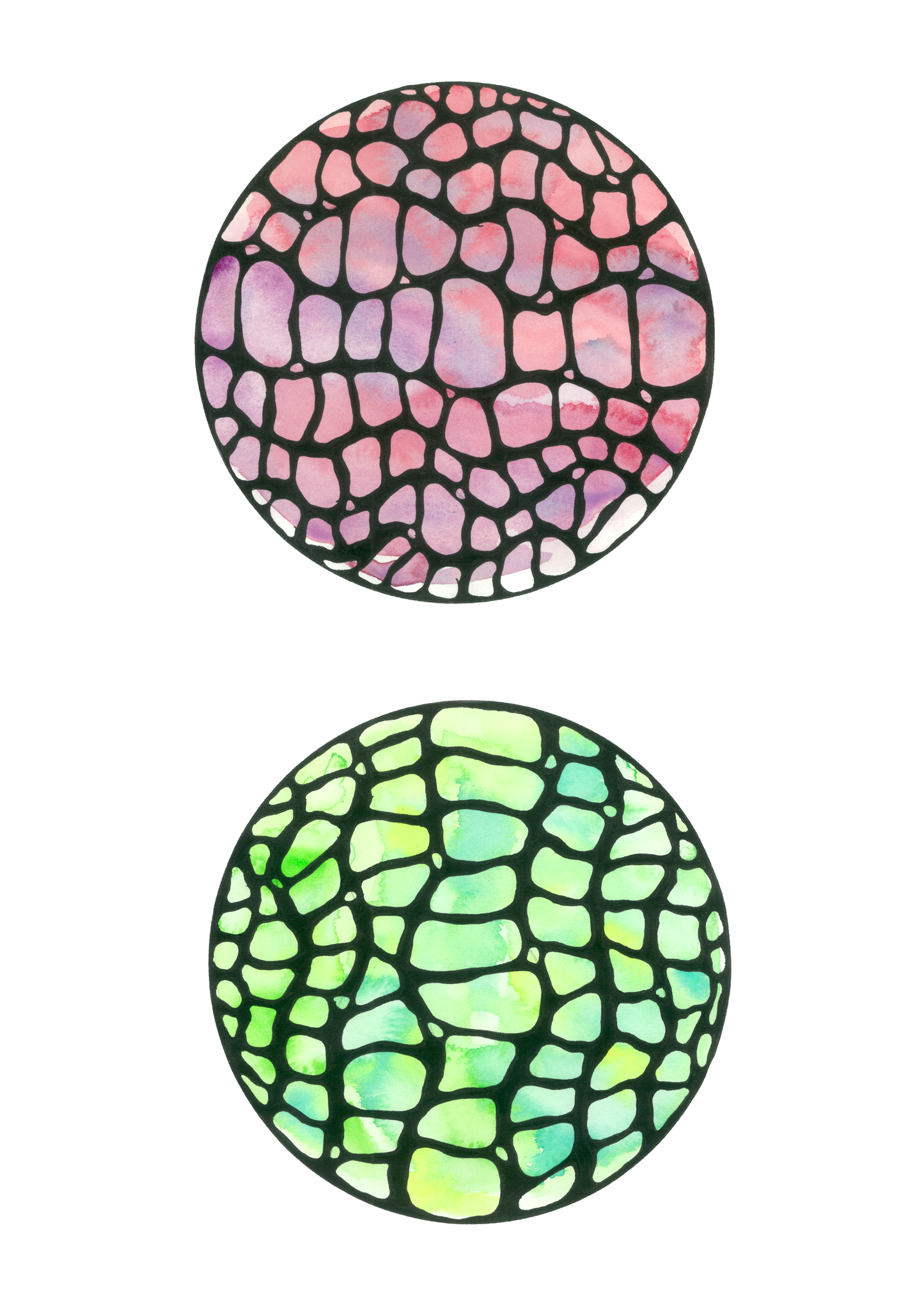 Pink and Green Cells